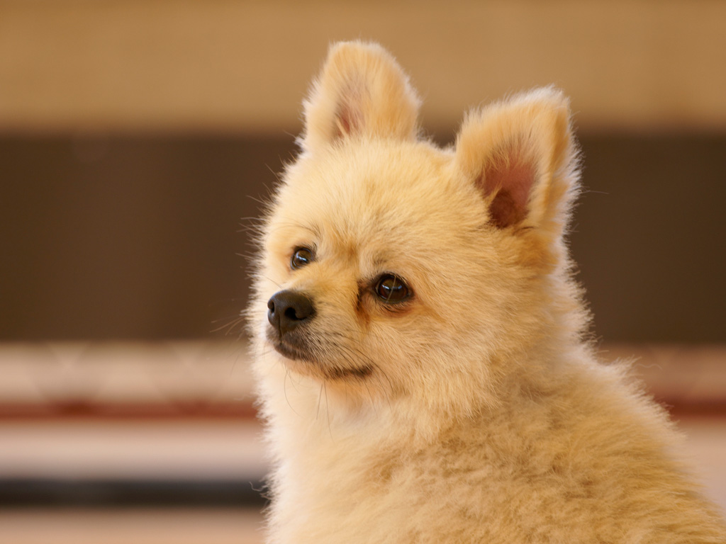 愛犬手帳５ 犬に関する各種届出 埼玉県草加市谷塚町 アニー動物病院