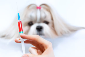 犬の予防接種